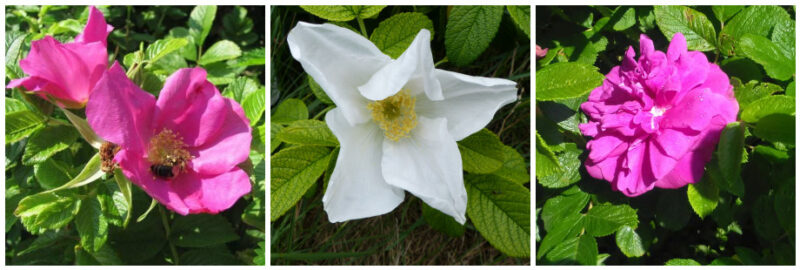 Rosa rugosa